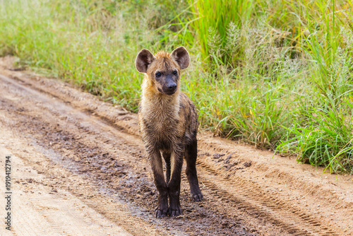 Hyena standing on a road in Kruger Nationalpark