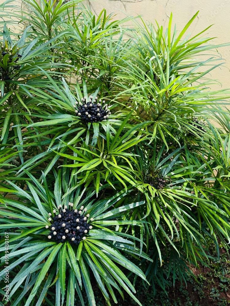 Obraz premium pine tree branches