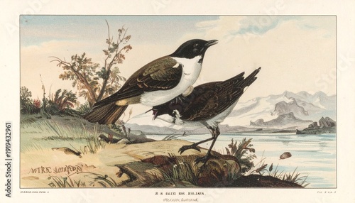 Bild auf Leinwand Vintage Illustration of Two Birds by the Waters Edge, Ornithology Art
