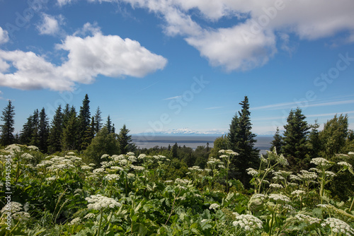 Fotografie Summer flowers overlooking Cook Inlet as seen from Homer Alaska United States