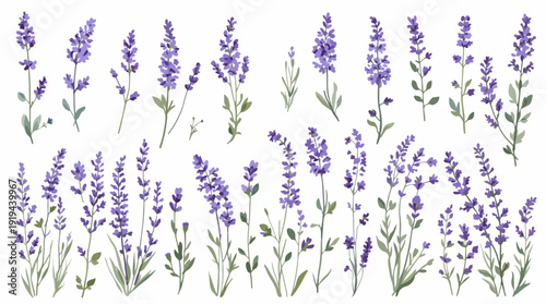 lavender flowers on white background