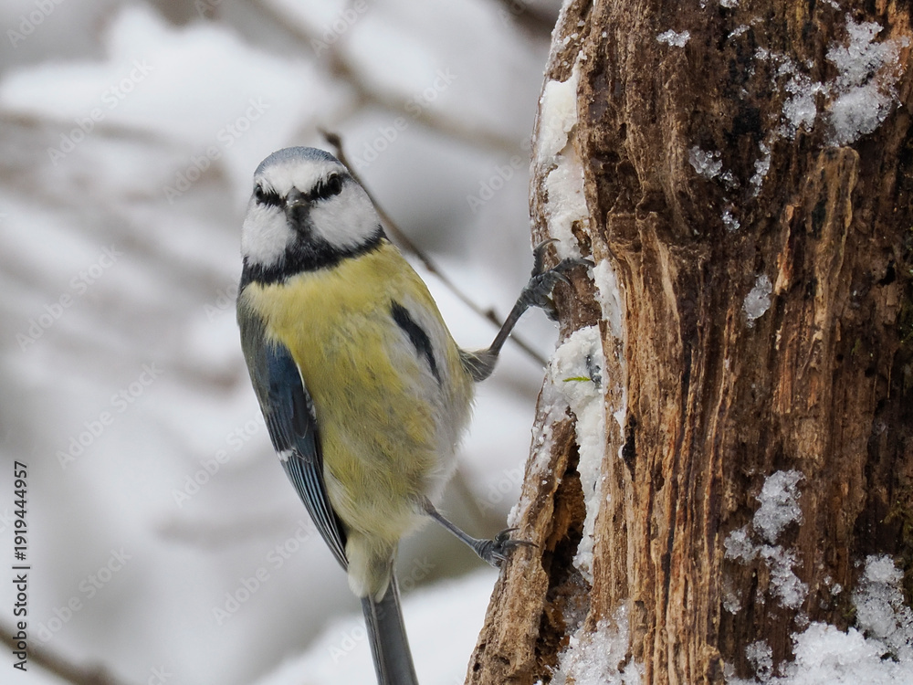 Fototapeta premium Blaumeise, Cyanistes caeruleus