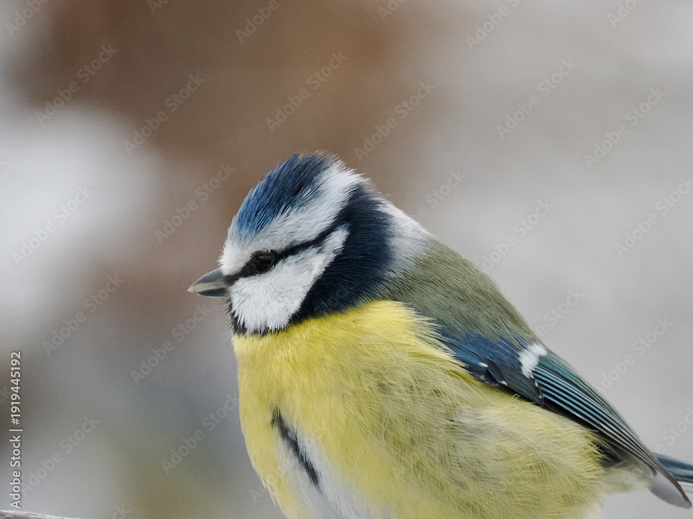 Naklejka premium Blaumeise, Cyanistes caeruleus