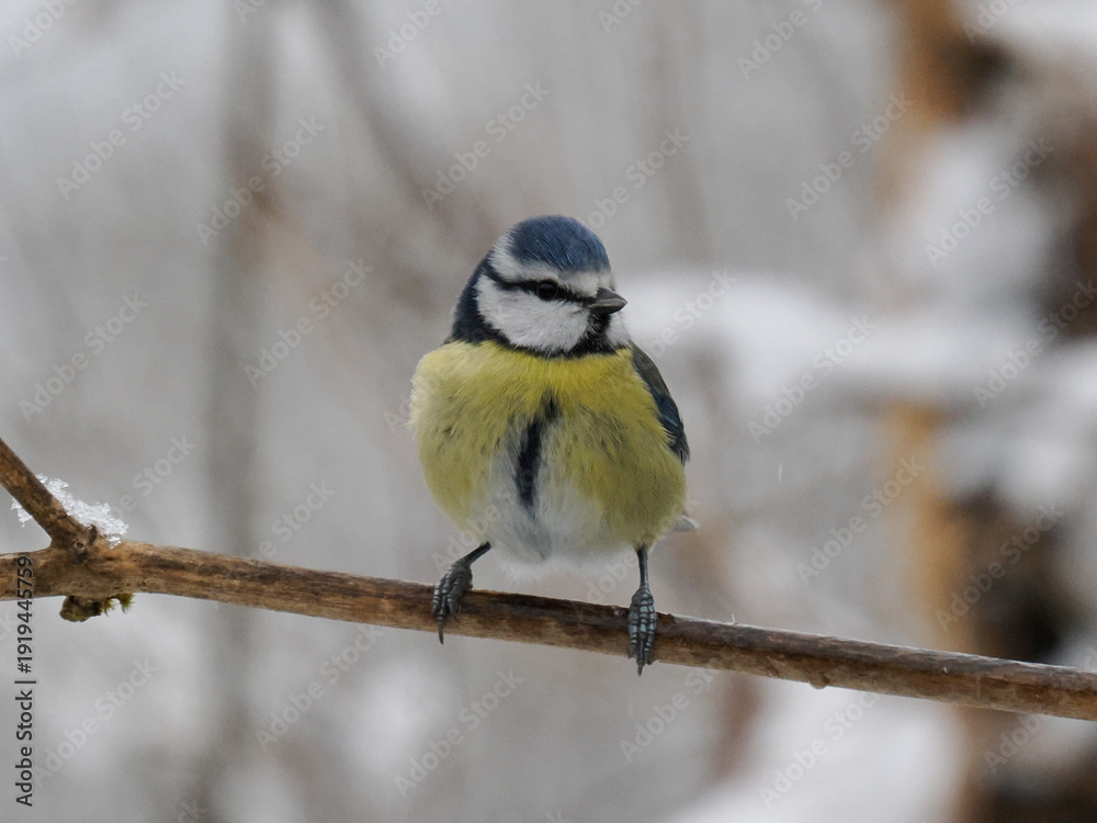 Fototapeta premium Blaumeise, Cyanistes caeruleus