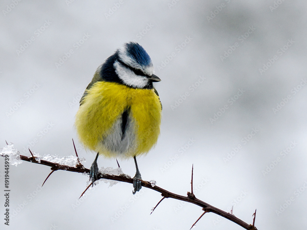 Fototapeta premium Blaumeise, Cyanistes caeruleus