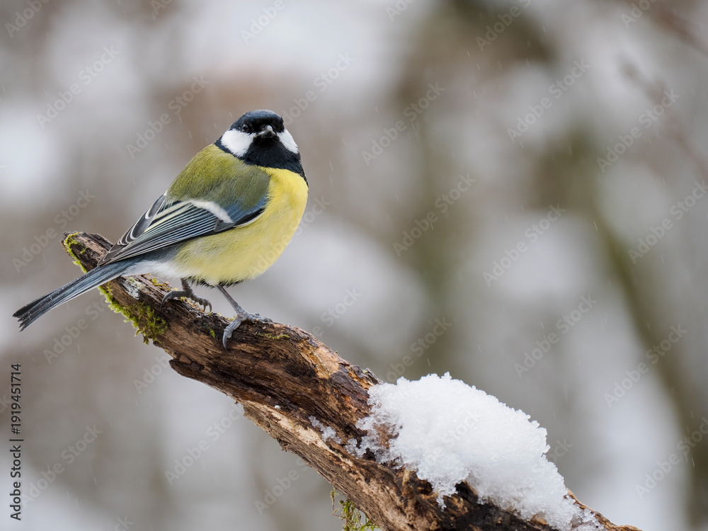 Fototapeta premium Kohlmeise, Parus major
