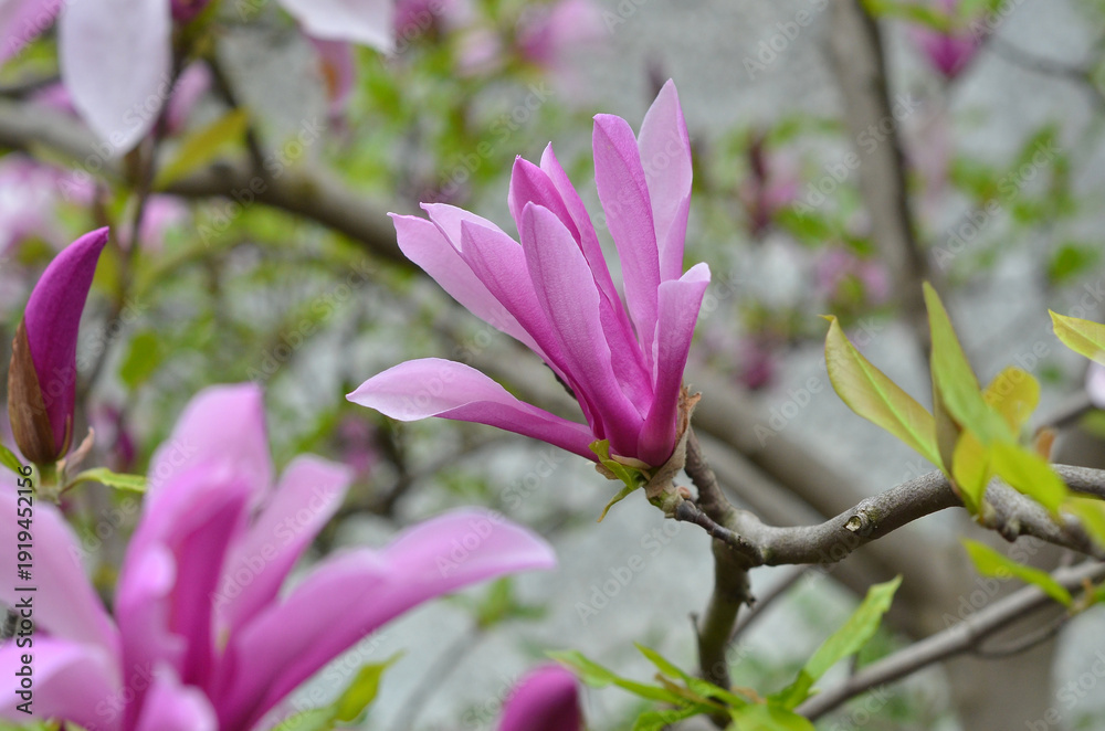 Obraz premium Magnolia liliflora ' Ricki ' bright pink-purple spring blooming magnolia. Closeup flowering magnolia tree branch. Landscaping, growing magnolia tree.