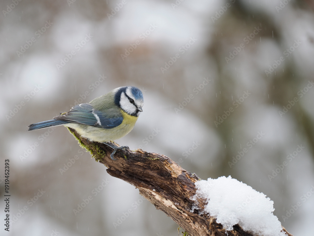 Fototapeta premium Blaumeise, Cyanistes caeruleus