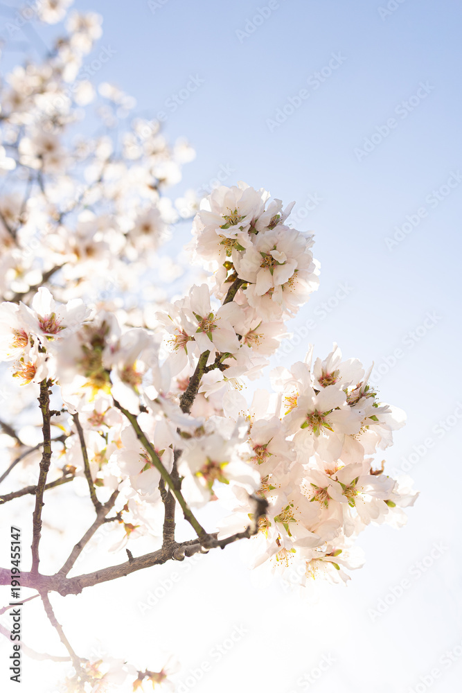 Naklejka premium cherry tree blossom
