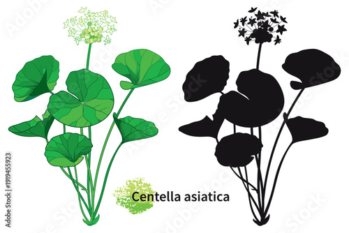 Set of Centella (asiatic pennywort) or gotu kola flower and leaf in black and green isolated on white background.