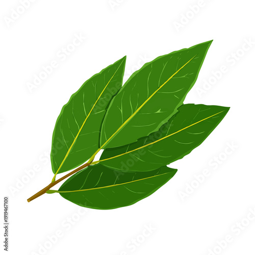 Clean 2D flat vector depiction of a Bay Leaf Bay Laurel, designed in minimalist modern style with white background.