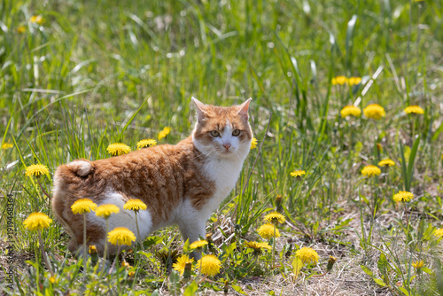 Obraz na płótnie A Kurilian Bobtail stands among blooming dandelions, Kunashir Island, Southern K