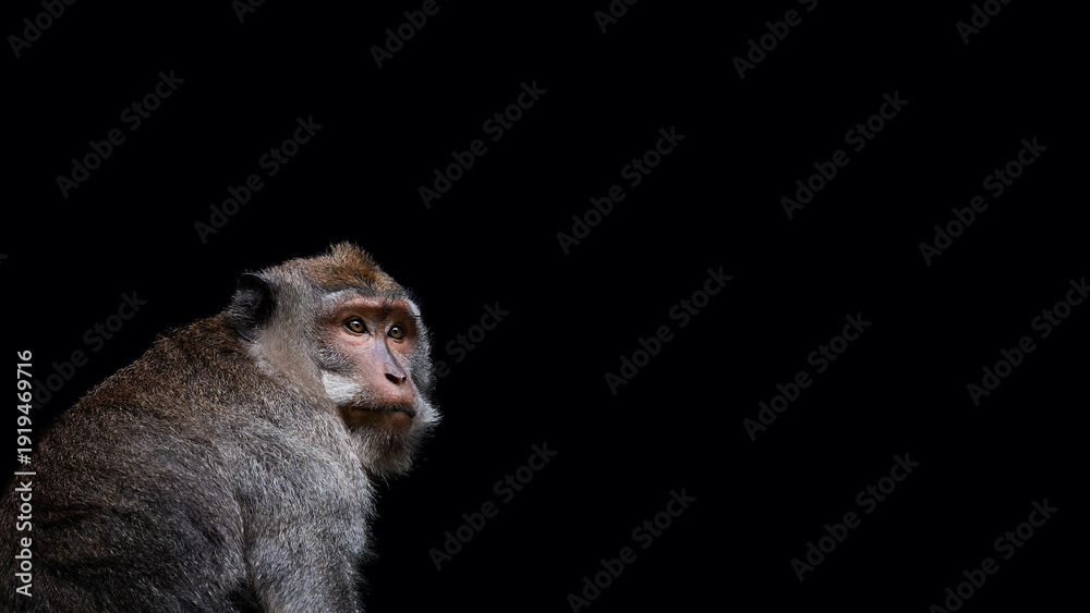 Fotografie Monkey portrait on the black background