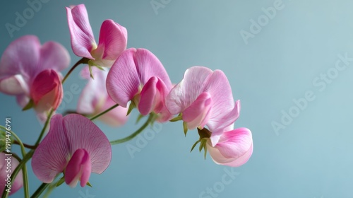 Delicate pink sweet pea flowers on pale blue background.