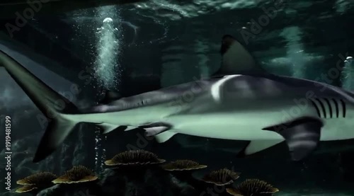 shark