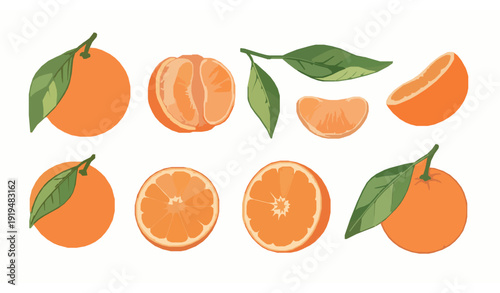 Watercolor clementine fruit vector set with whole and sliced citrus elements isolated on white