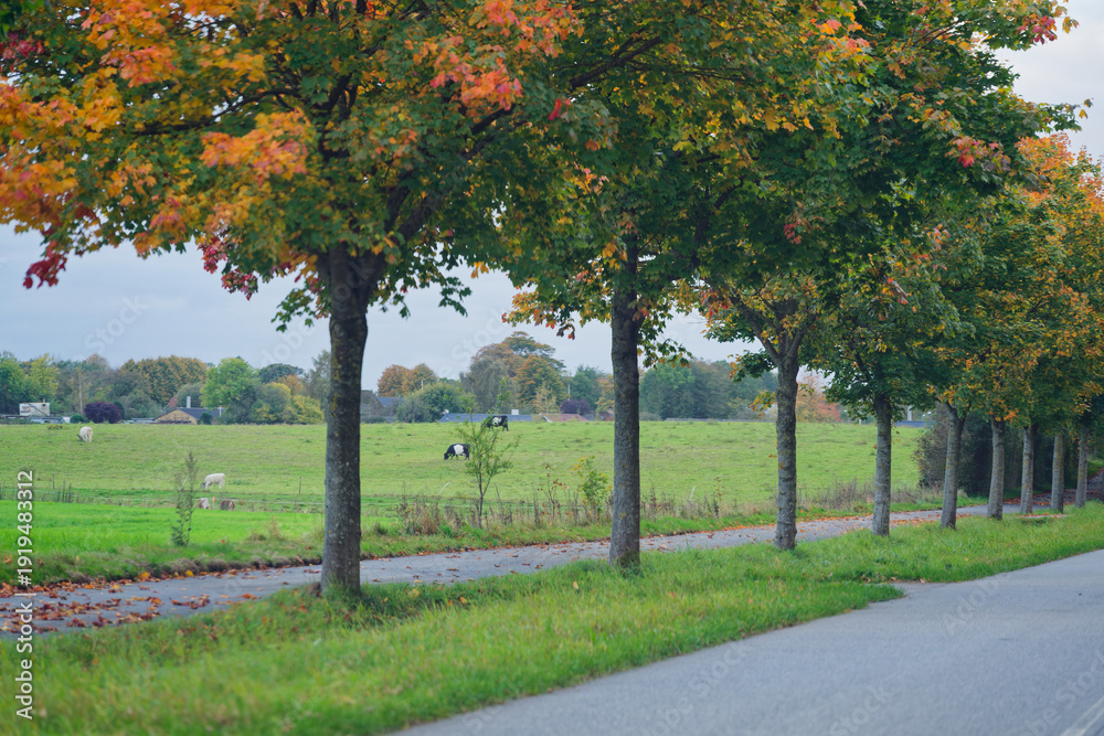 Obraz premium Tree lined roadside path with cows grazing in green field