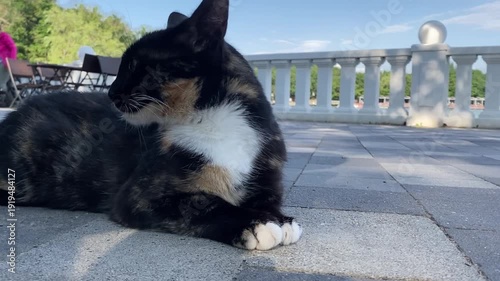 A black and white cat rests in the shade from the bright sun
