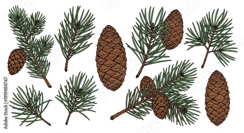 Pine cones and pine needles illustration set.