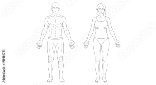 Outline drawing of a male and female human body.