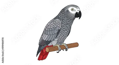 Fototapeta A grey African parrot with a striking red tail and black beak is perched on a simple wooden stick.
