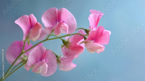 Delicate pink sweet pea flowers against soft blue background.