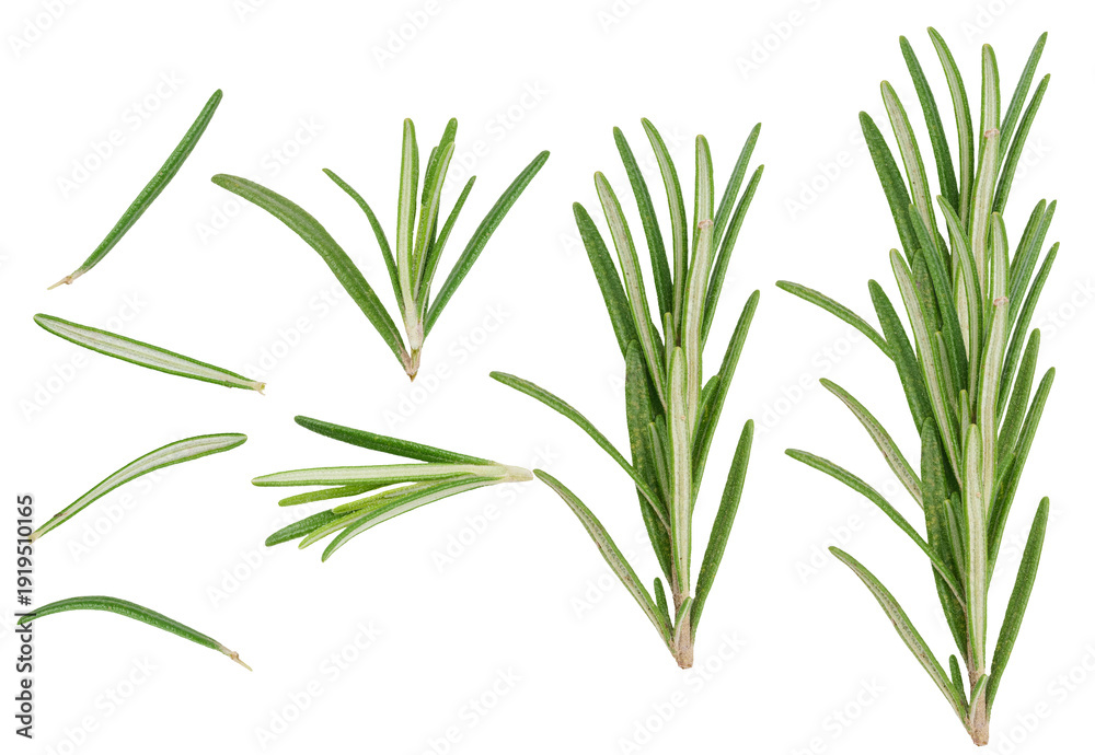 Fototapeta premium Fresh green rosemary branches on isolated background