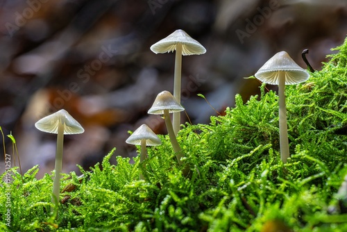 Faszinierende Nahaufnahme Zarter Helmlinge (Mycena) im Moos – filigrane Waldpilze mit glockenförmigen bis kegelförmigen Hüte und die langen, dünnen, zerbrechlichen Stiele in natürlicher Waldumgebung