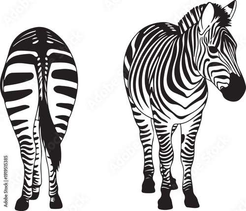Detailed black and white illustrations show a zebra from both its front and rear perspectives