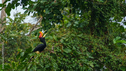 Rhinoceros hornbill perched on a vine-covered tree in tropical rainforest with its beak open. Photographed along the Kinabatangan River area in Borneo, Malaysia.