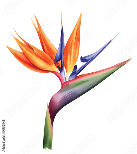 Tropical bird of paradise flower in vibrant hand painted watercolor style isolated on white background.
