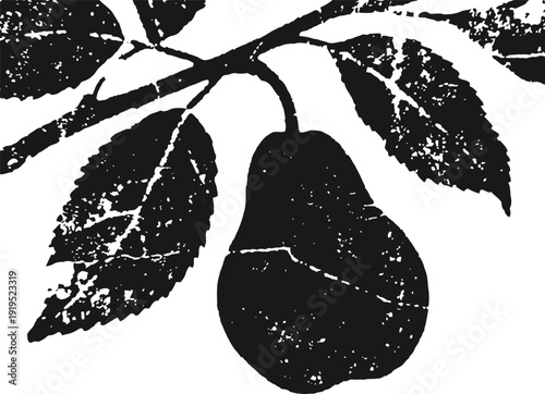 Pear hanging on tree branch with leaves black and white vintage botanical illustration of fruit
