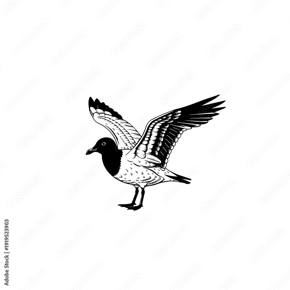 Obraz premium Stylized Black and White Seabird with Spread Wings Illustration