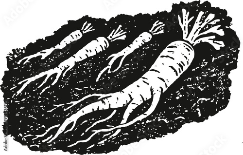 Ginseng roots in soil hand drawn medicinal plant illustration for herbal therapy and natural health