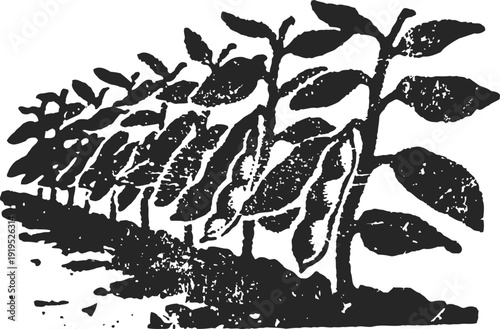 Young plants growing in a row, agricultural field with seedlings and fresh soil, sustainable farming concept