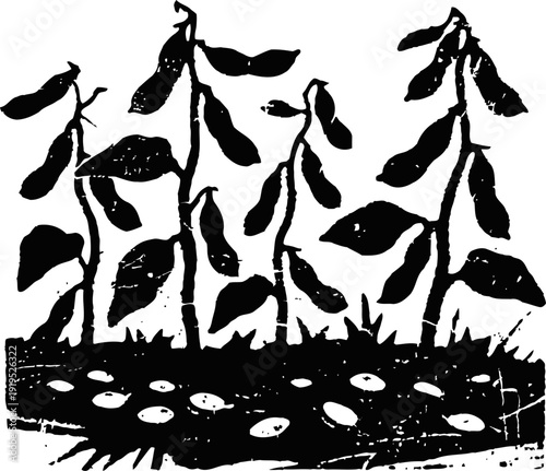 Soybean plants growing in soil with visible underground seeds and pods illustration