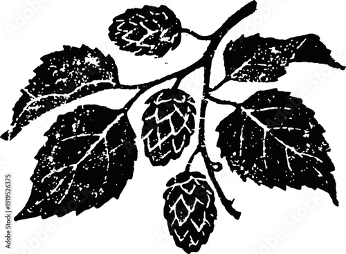 vintage illustration of hop plant branch with cones and leaves in black and white