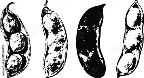 Black and white vector illustration of four different bean pods in various shapes and styles