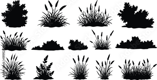 Collection of various cattail and grass silhouettes on white background for design and illustration purposes