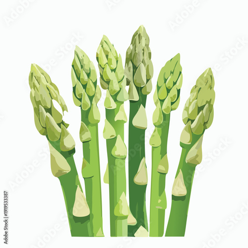 Fresh asparagus spears illustration on white background
