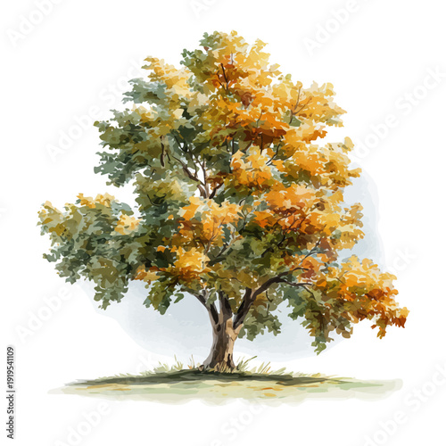 Silver Maple Tree watercolor drawing vector, premium quality illustration on a clean white background.