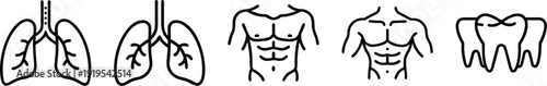 on a transparent background Vector icons representing human organs and body parts: lungs, muscular torso, and teeth, for health, fitness, and medical themes.