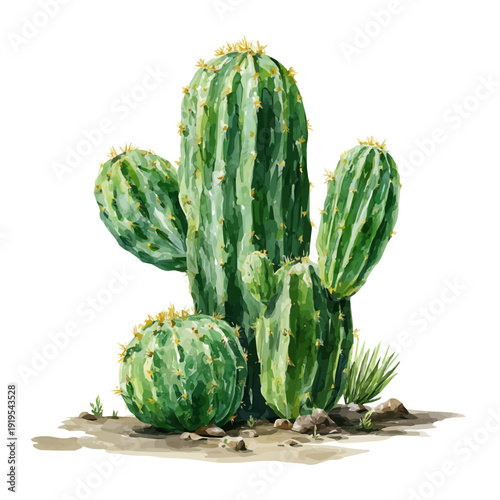 Stylized watercolor Cactus vector, modern artistic illustration with high-quality details on a pure white background.