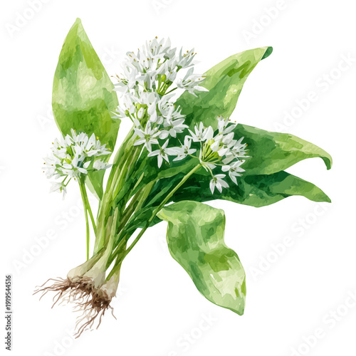 Stylized watercolor Wild Garlic vector, modern artistic illustration with high-quality details on a pure white background.