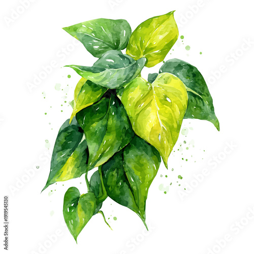 Philodendron watercolor artwork, high-quality professional vector illustration isolated on a white background.