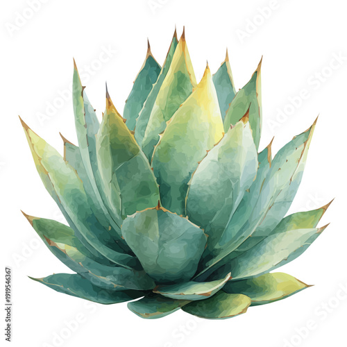 Stylized watercolor Agave vector, modern artistic illustration with high-quality details on a pure white background.
