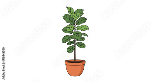 A tall fiddle-leaf fig plant with lush green leaves stands in a brown terracotta pot against a white background.