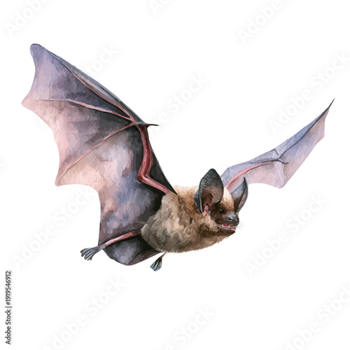 Bat watercolor vector illustration, high-quality artwork isolated on a pure white background.