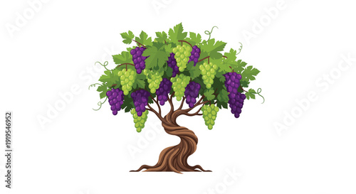 A stylized grapevine tree with a twisted trunk, bearing lush green leaves and clusters of both green and purple grapes, set on a white background.