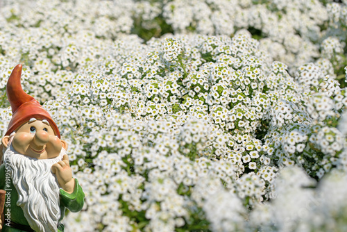 Blühender Duftsteinrich, Lobularia maritima, in Nahaufnahme